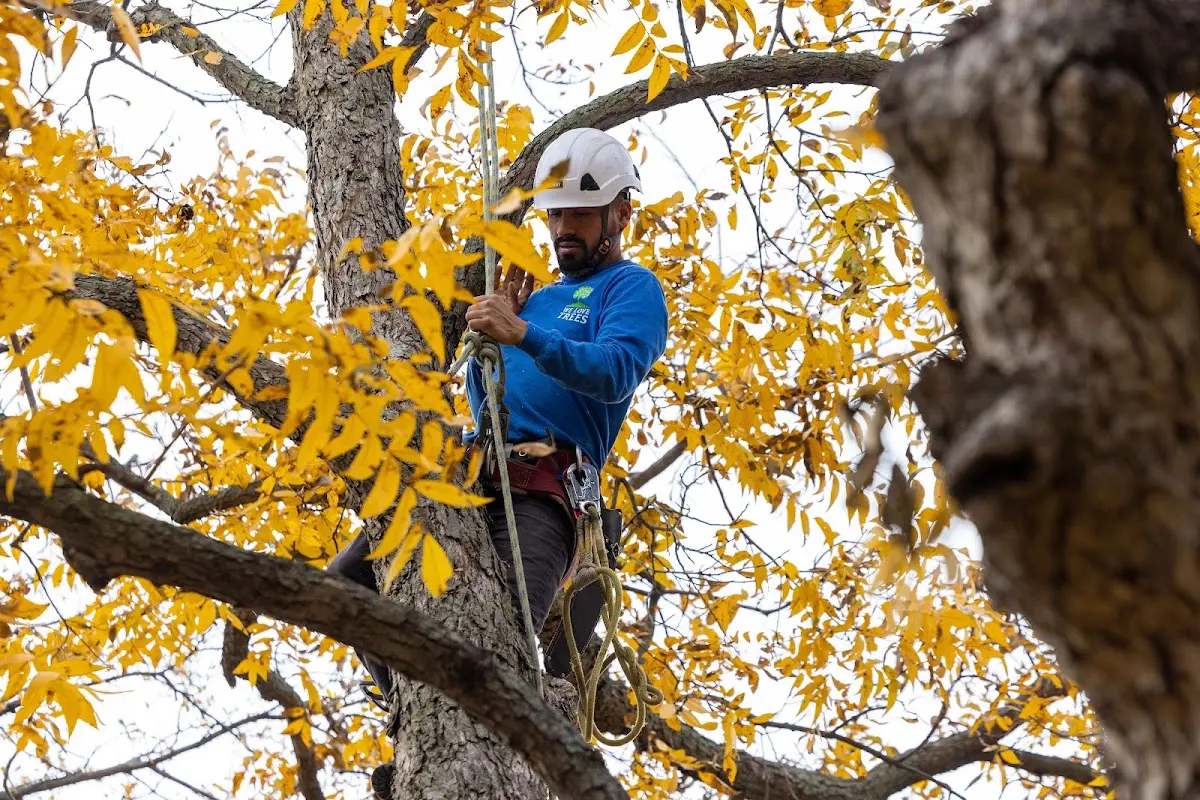 Skilled Tree Trimming crew working in Oilton